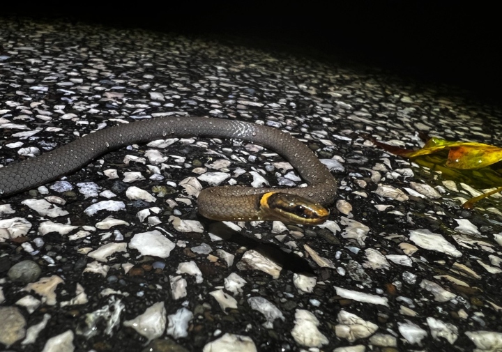Ringneck Snake
